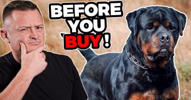 Is the ROTTWEILER Right For You?!