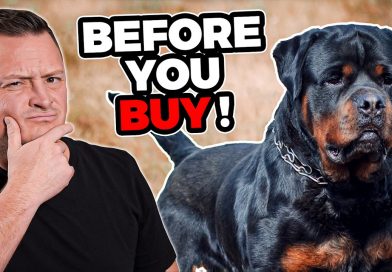 Is the ROTTWEILER Right For You?!