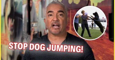 How To Stop Your Dog From Jumping | Dog Nation Episode 1 – Part 2