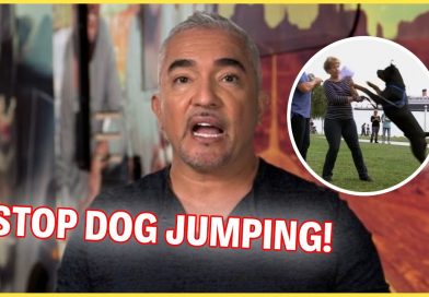 How To Stop Your Dog From Jumping | Dog Nation Episode 1 – Part 2