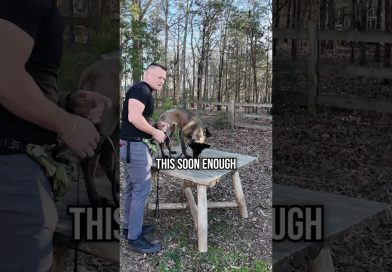 Watch How We Build Confidence in This Puppy!