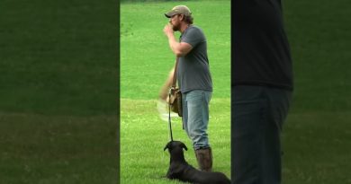 Train your own dog to find shed antlers! #dogtraining #sheddog #shedhunting #deerhunting #hunting