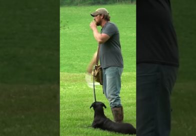 Train your own dog to find shed antlers! #dogtraining #sheddog #shedhunting #deerhunting #hunting