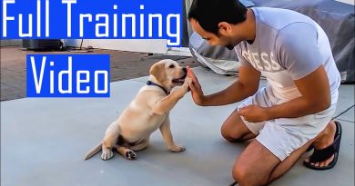 Labrador Puppy Learning and Performing Training Commands | Dog Showing All Training Skills