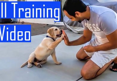 Labrador Puppy Learning and Performing Training Commands | Dog Showing All Training Skills