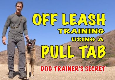 OFF LEASH Training Using a Pull Tab – Robert Cabral Dog Training Video