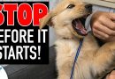 The Missing Piece In Your Puppy Biting Training