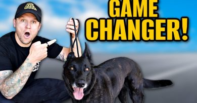 How To Use A Slip Leash To Train Your Dog!