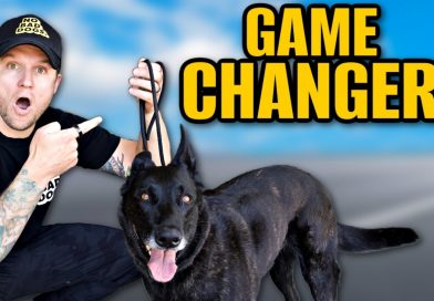 How To Use A Slip Leash To Train Your Dog!