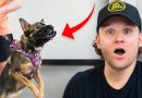 I’ve NEVER Seen Anything Like This Aggressive Dog… The Dangers Of Aggressive Dog Training