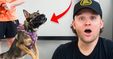 I’ve NEVER Seen Anything Like This Aggressive Dog… The Dangers Of Aggressive Dog Training