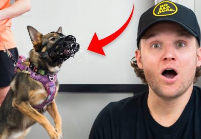 I’ve NEVER Seen Anything Like This Aggressive Dog… The Dangers Of Aggressive Dog Training