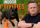 TOP 5 Indoor Activities Your Dog Will Love and Burns Energy FAST!