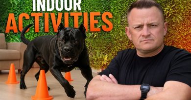 TOP 5 Indoor Activities Your Dog Will Love and Burns Energy FAST!