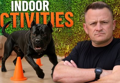 TOP 5 Indoor Activities Your Dog Will Love and Burns Energy FAST! TOP 5 Indoor Activities Your Dog Will Love and Burns Energy FAST!
