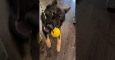 Best toy for dog training 🙏🏻🥰[link in description ] #dogs #gsd #dogtraining