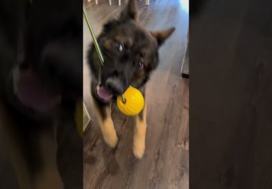 Best toy for dog training 🙏🏻🥰[link in description ] #dogs #gsd #dogtraining