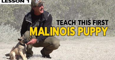 First Things to Teach Your MALINOIS Puppy