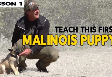 First Things to Teach Your MALINOIS Puppy First Things to Teach Your MALINOIS Puppy