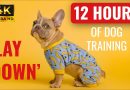 Home Alone Dog Training | 12 Hours of Calm “Lay Down” Practice for Relaxed, Obedient Dogs