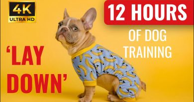 Home Alone Dog Training | 12 Hours of Calm “Lay Down” Practice for Relaxed, Obedient Dogs