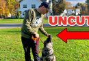 How to train a German Shepherd Puppy Obedience (No Editing)