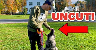 How to train a German Shepherd Puppy Obedience (No Editing)