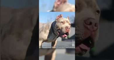 3 Reasons Why You Shouldn’t Get an XL Bully