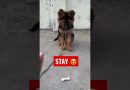 GERMAN SHEPHERD PUPPY DOG LEARN SIT AND STAY TRAINING  HOW TO TRAIN DOG #shorts #dog