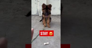 GERMAN SHEPHERD PUPPY DOG LEARN SIT AND STAY TRAINING  HOW TO TRAIN DOG #shorts #dog