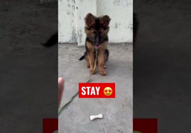 GERMAN SHEPHERD PUPPY DOG LEARN SIT AND STAY TRAINING HOW TO TRAIN DOG #shorts #dog GERMAN SHEPHERD PUPPY DOG LEARN SIT AND STAY TRAINING HOW TO TRAIN DOG #shorts #dog