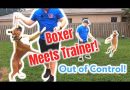 Out of Control BOXER meets Dog Trainer!