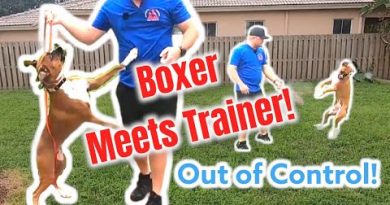 Out of Control BOXER meets Dog Trainer!