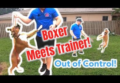 Out of Control BOXER meets Dog Trainer! Out of Control BOXER meets Dog Trainer!