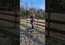 How to Stop a High-Drive Dog From Chasing Chickens!