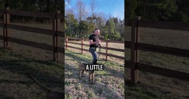 How to Stop a High-Drive Dog From Chasing Chickens!