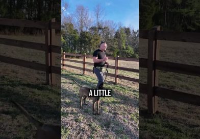 How to Stop a High-Drive Dog From Chasing Chickens!