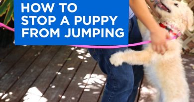 How to Train Your Puppy to Stop Jumping