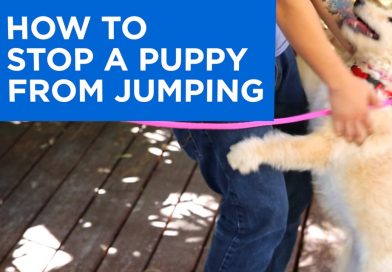 How to Train Your Puppy to Stop Jumping How to Train Your Puppy to Stop Jumping